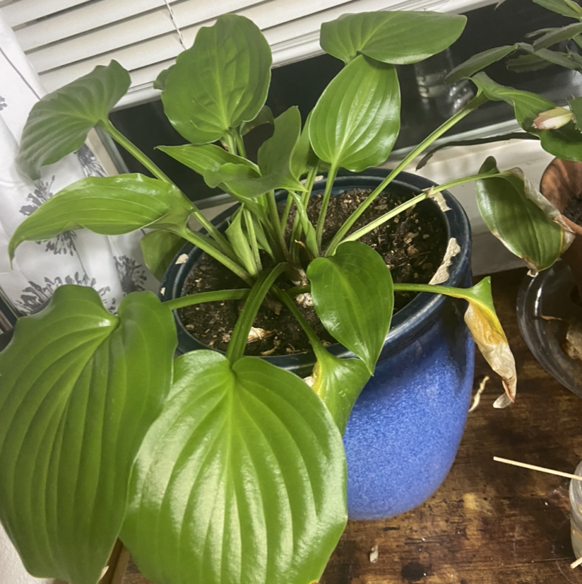 Healthy Chinese Taro plant with large, glossy green leaves, no signs of disease or deficiency, thriving indoors.