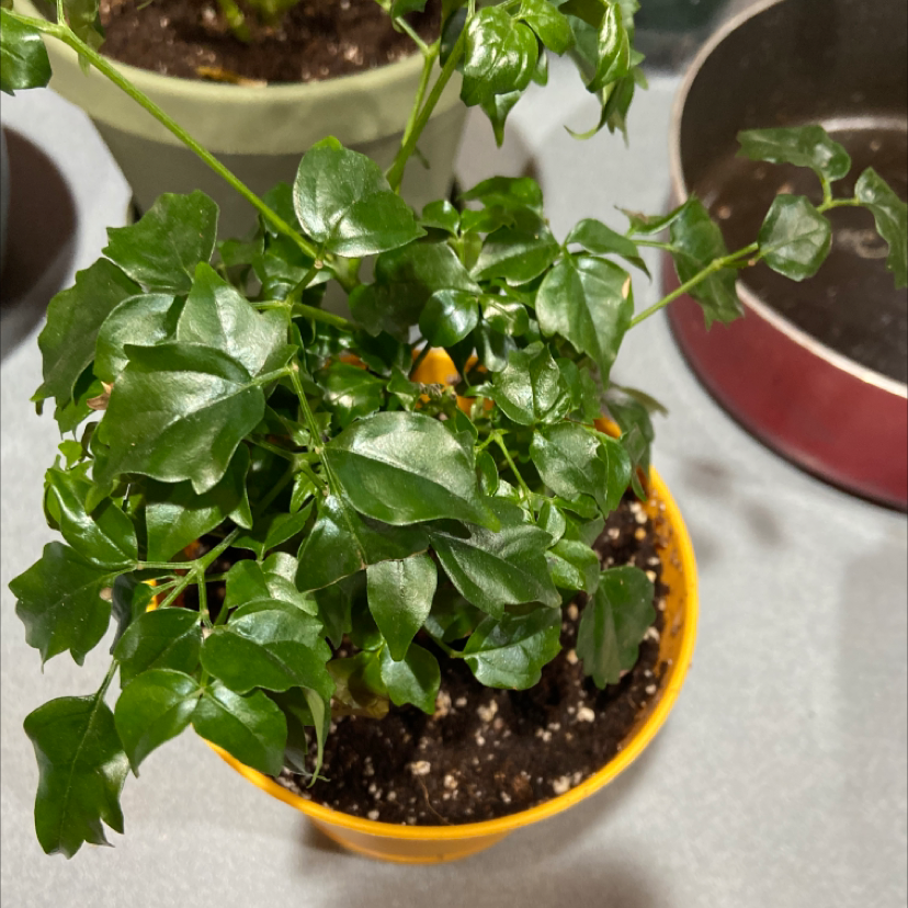 Healthy China Doll plant with lush green pinnate leaves growing in a yellow ceramic pot, soil surface visible.