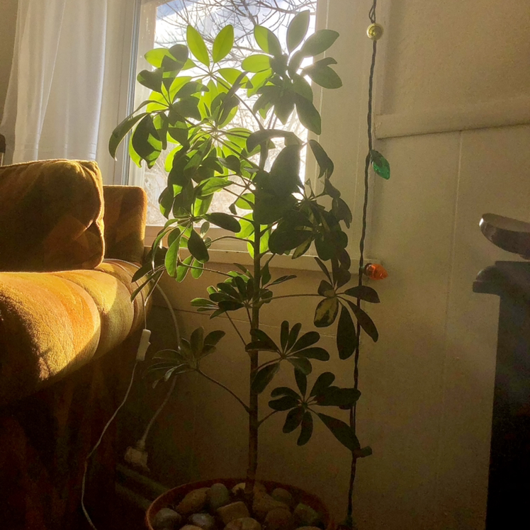 Dwarf Umbrella Tree plant photo by @maddprim named lovey on Greg, the plant care app.