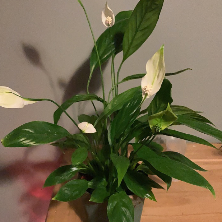 Peace Lily plant photo by @Jackfenwickxo named Patricia<3 on Greg, the plant care app.