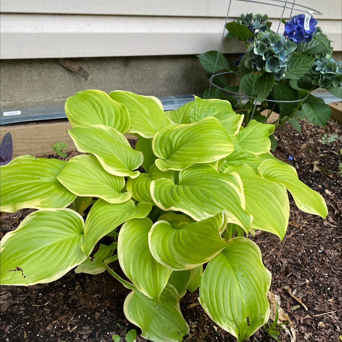 Siebold's Plantain Lily with vibrant green leaves and white edges, soil visible, another plant with blue flowers in the background.