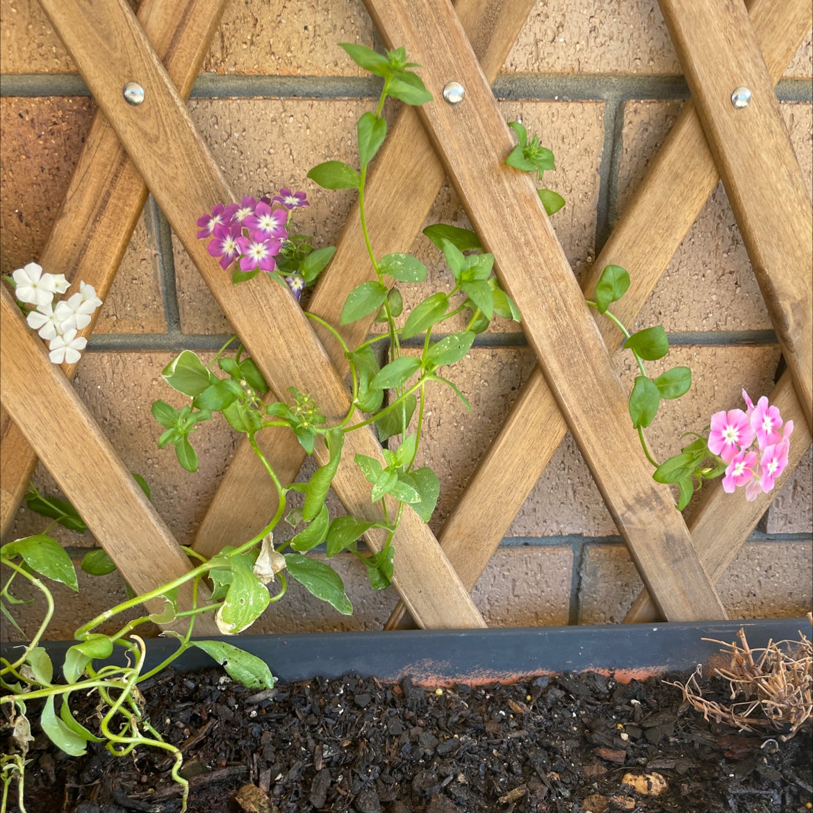 🤒 Why Does My Garden Phlox Have Yellow Leaves?