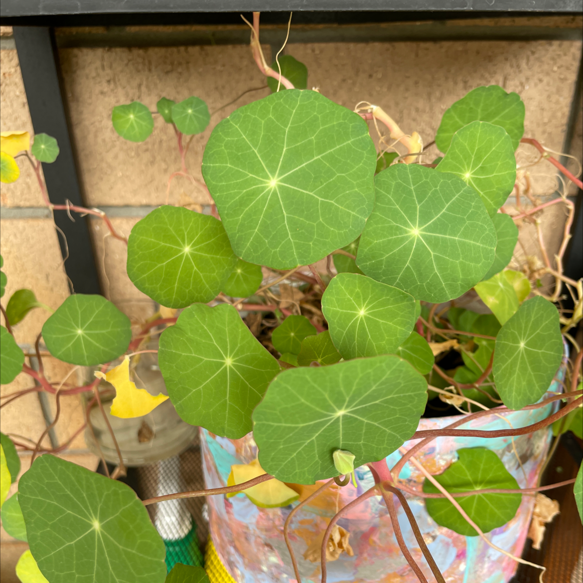 Garden Nasturtium plant with round green leaves and some yellowing leaves in a colorful pot.