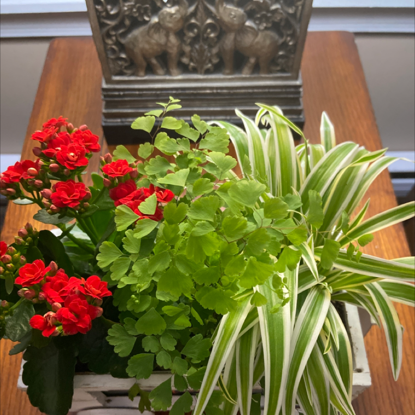 Arrangement of Pacific Maidenhair Fern, flowering plant with red blooms, and variegated spider plant.