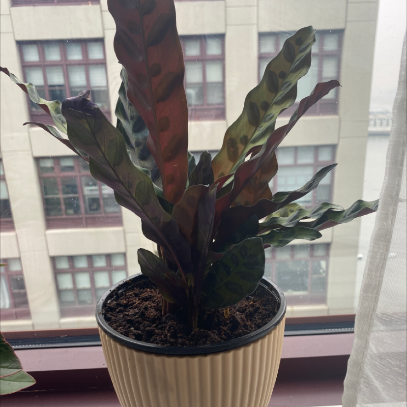 Rattlesnake Plant (Calathea lancifolia) in a pot on a windowsill with visible soil.