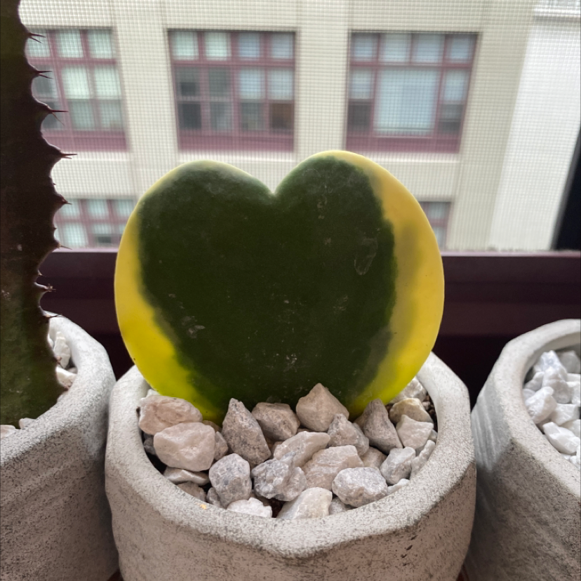 Sweetheart Hoya plant with yellowing edges in a pot with white stones, window and building in background.