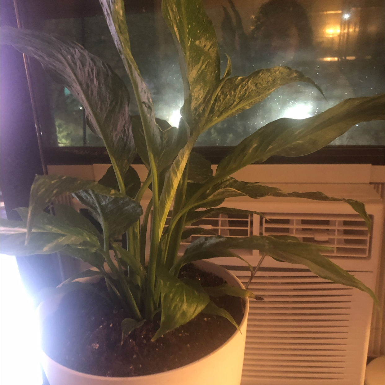 Photo of the plant species Variegated Peace Lily by @Anakaren161 named Blanca lily on Greg, the plant care app