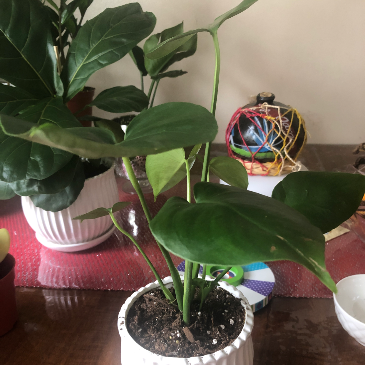 Monstera plant photo by @Anakaren161 named Costillas de adan on Greg, the plant care app.
