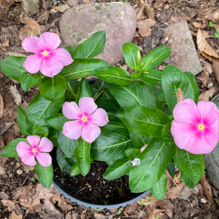 Bright Eyes plant with vibrant green leaves and pink flowers in a pot.