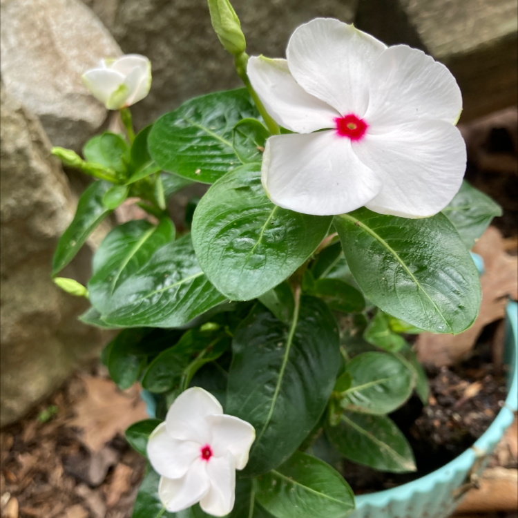Bright Eyes plant with white flowers and green leaves in a pot.