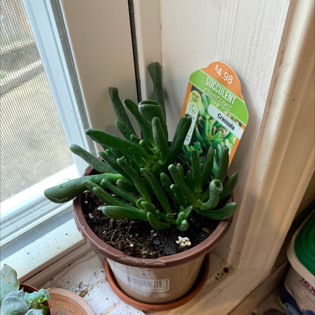 Photo of the plant species Coral Crassula by Caroline named Anne on Greg, the plant care app