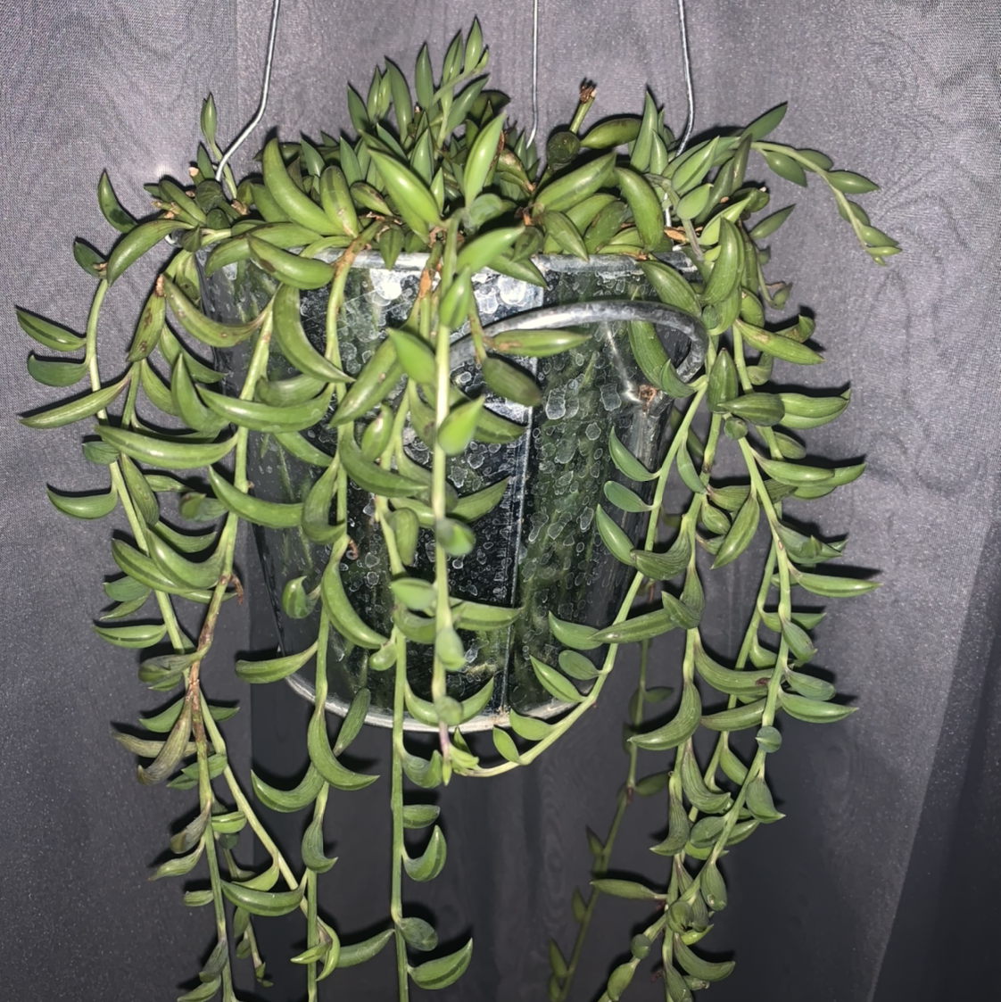 String of Bananas plant photo by @PlantCrazy named Bananana 🍌 on Greg, the plant care app.