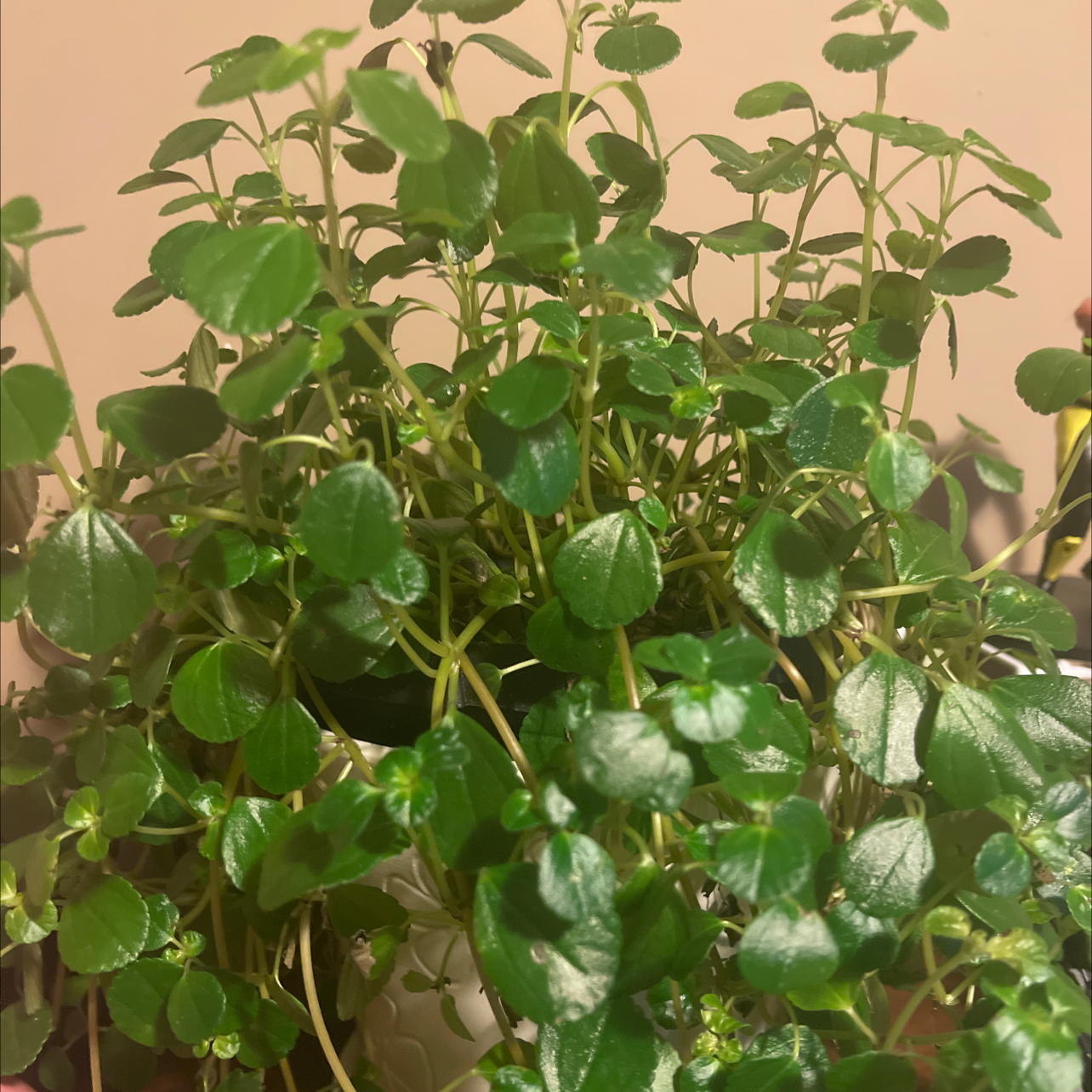 Healthy Pilea Baby Tears plant with dense, cascading growth and many small, round, bright green leaves.