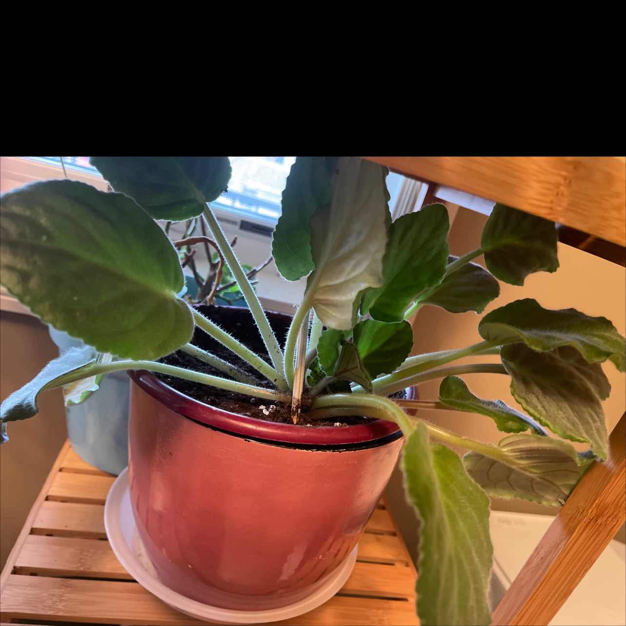 Potted Florist's gloxinia plant on a wooden shelf indoors.