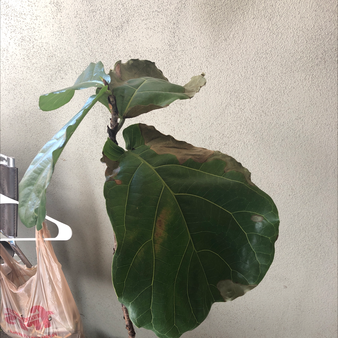 Fiddle Leaf Fig plant photo by Jackson named Immortal steve on Greg, the plant care app.