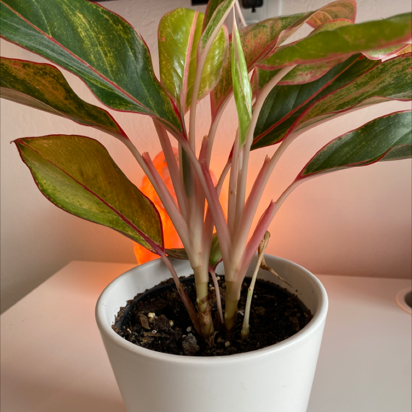 Best Soil Potting Mix for Red Siam Aurora Aglaonema