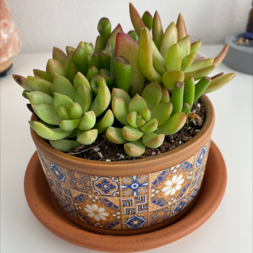 Gollum Jade plant in a decorative pot, healthy and well-framed.