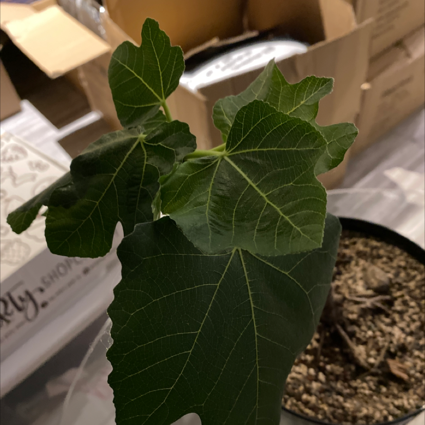 Brown Turkey Fig plant with healthy green leaves in a pot with visible soil.