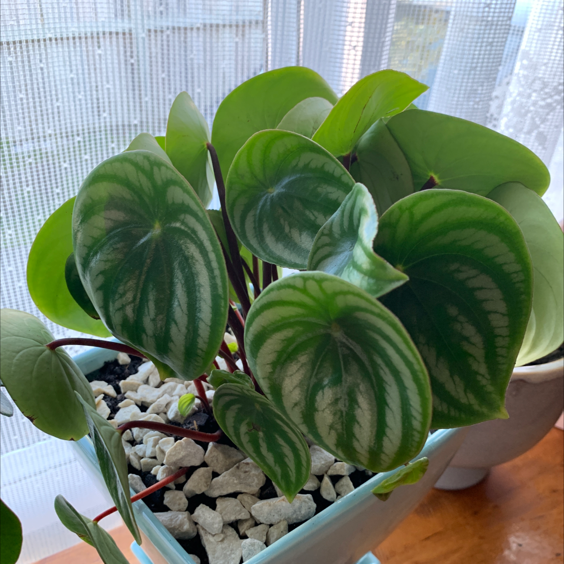 Photo of the plant species Watermelon Peperomia by @khyadriii named grammy winner on Greg, the plant care app