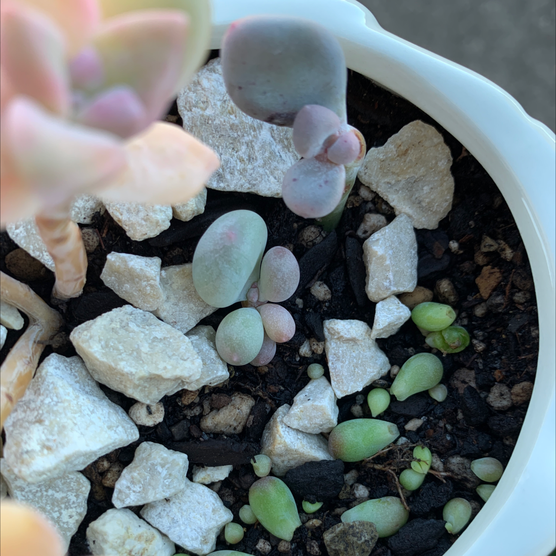 Lavender Pebbles succulent in a white pot with rocky soil, healthy and well-framed.