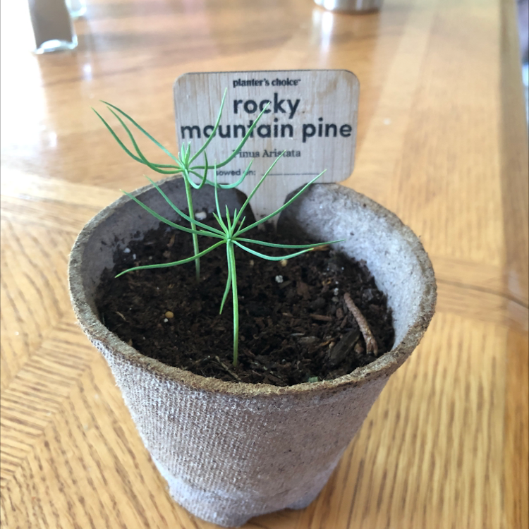 Photo of the plant species Field Horsetail by @Cart24 named Rocky on Greg, the plant care app