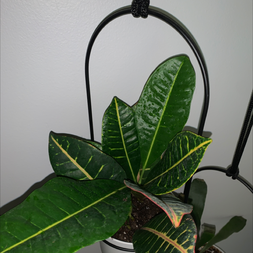 Gold Dust Croton plant with vibrant green leaves and yellow veining in a hanging pot.