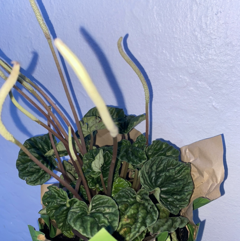 Peperomia Caperata plant photo by @nlnursery named Apollo on Greg, the plant care app.