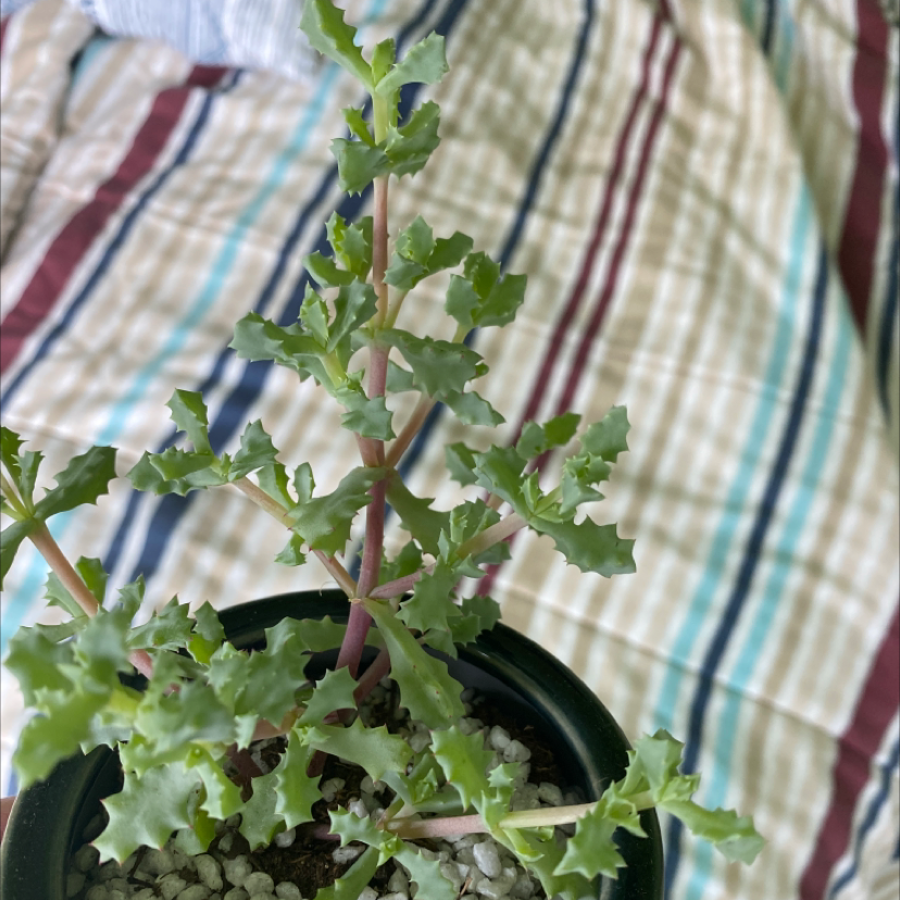 Deltoid-Leaved Dew Plant plant photo by Kiara named Ice 🧊 on Greg, the plant care app.