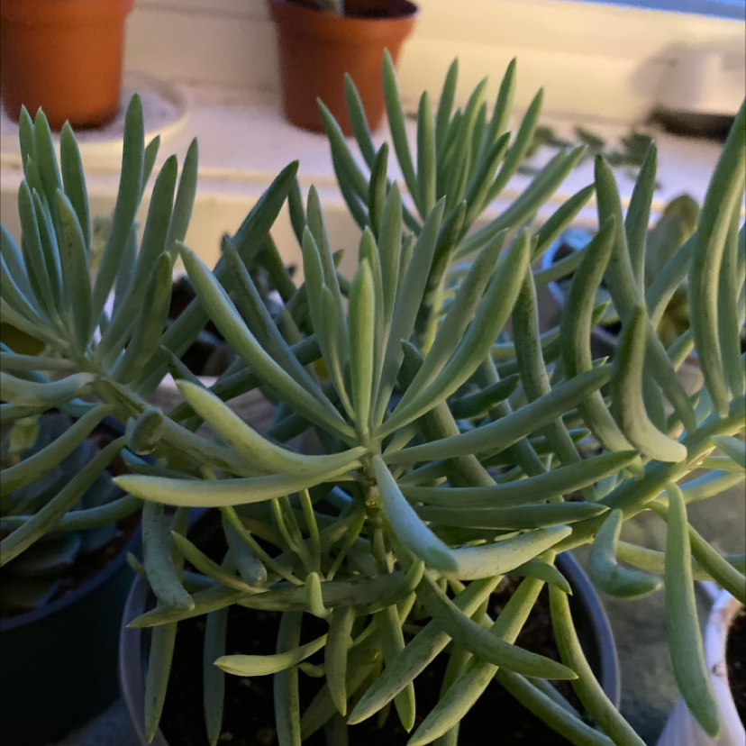 Healthy Blue Chalksticks succulent with elongated leaves in a pot.