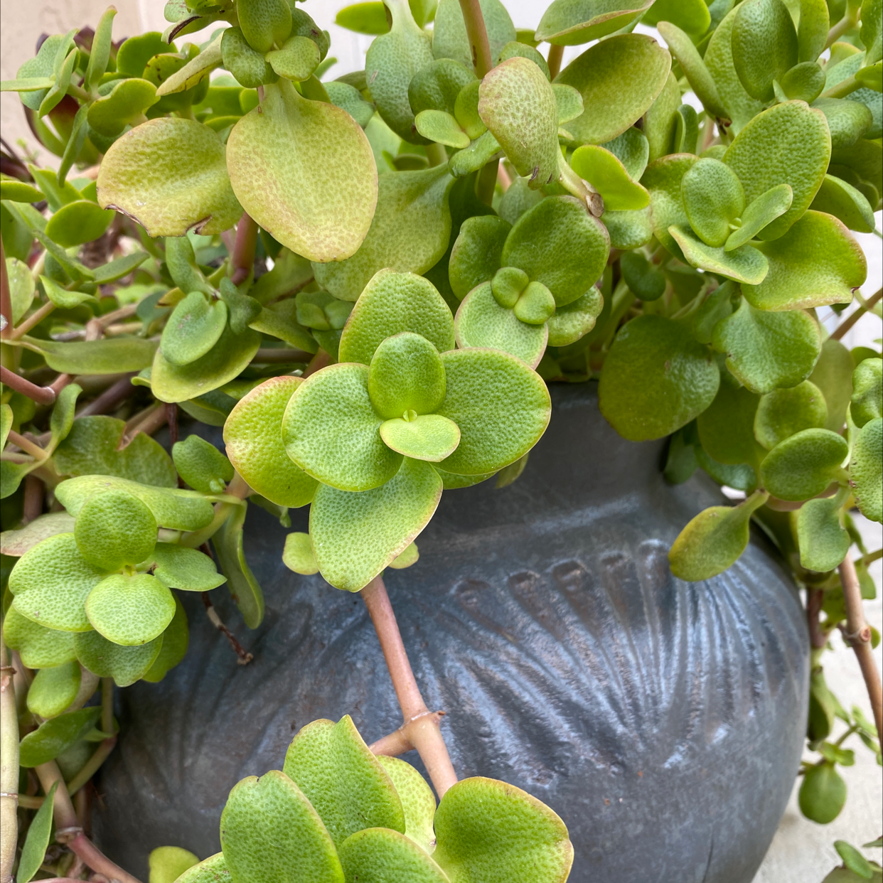 Fairy Crassula plant in a pot with vibrant green leaves.