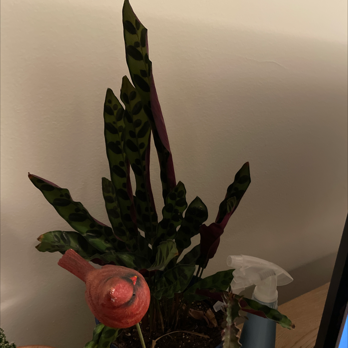 Rattlesnake Plant with dark green patterns on leaves, red bird ornament in pot.