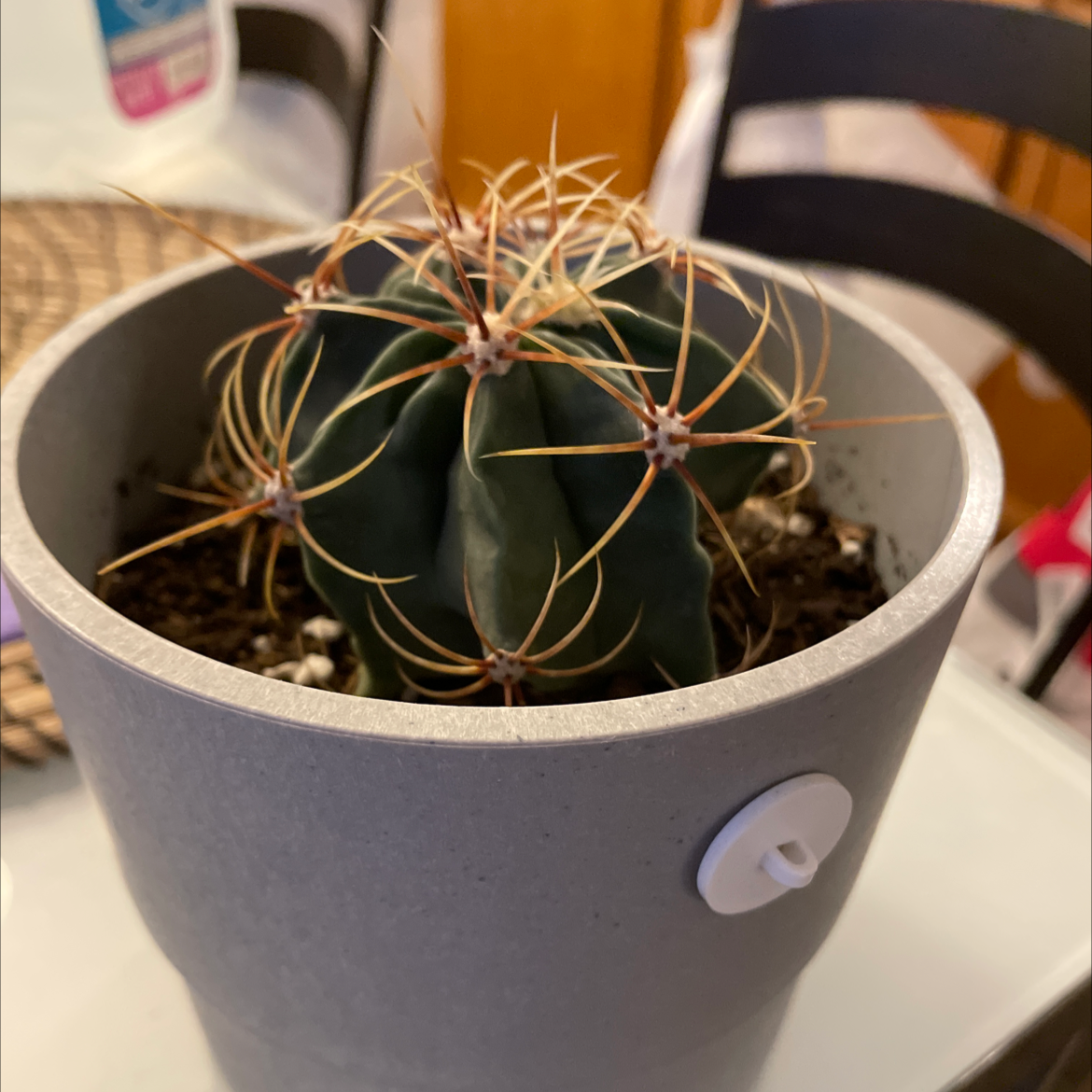 Goat's Horn Cactus in a pot, healthy with visible soil.