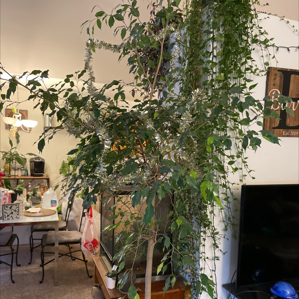 Large healthy weeping fig plant with cascading green leaves in a living room, near framed wall art.