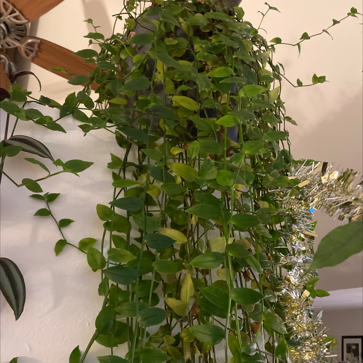 Healthy, thriving Small-Leaf Spiderwort plant with long, cascading green leaves growing in a hanging planter.