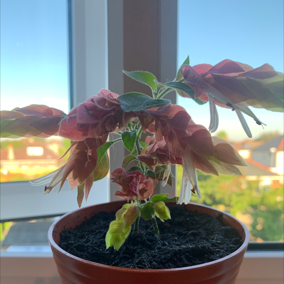 Photo of the plant species Shrimp Plant by @amelianiamh named jeanie on Greg, the plant care app