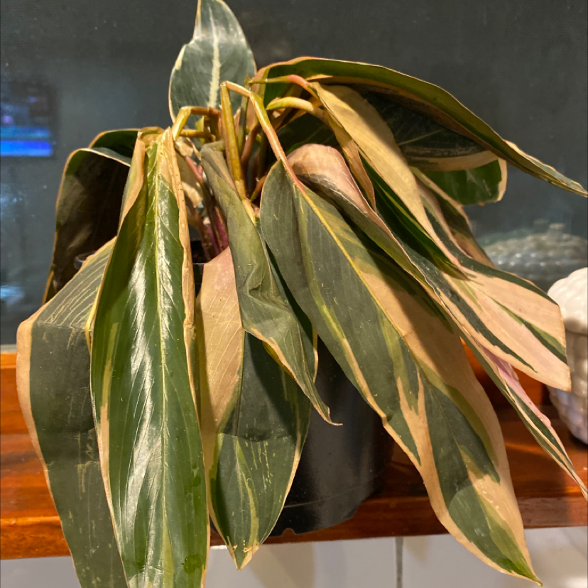 Triostar Stromanthe plant with browning and wilting leaves in a pot.