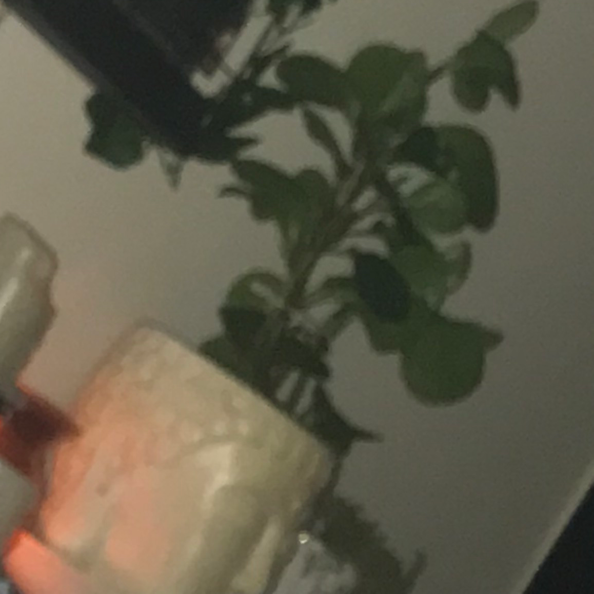 Low Peperomia plant photo by @Tarah named pepper on Greg, the plant care app.