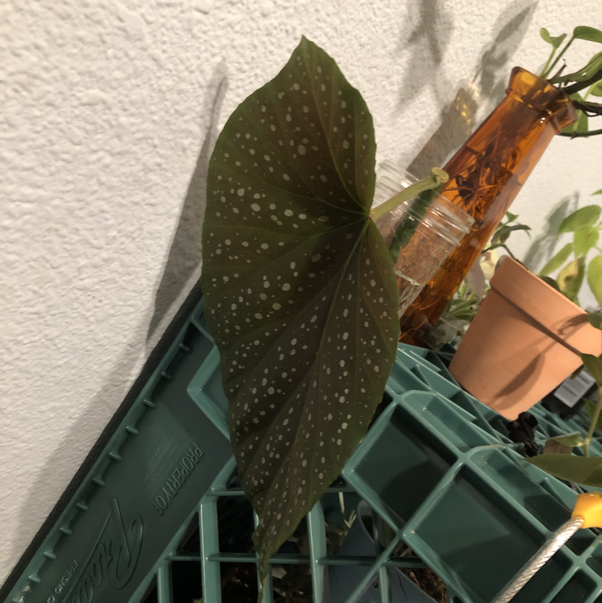 Polka Dot Begonia plant photo by Jalissa named Harper on Greg, the plant care app.