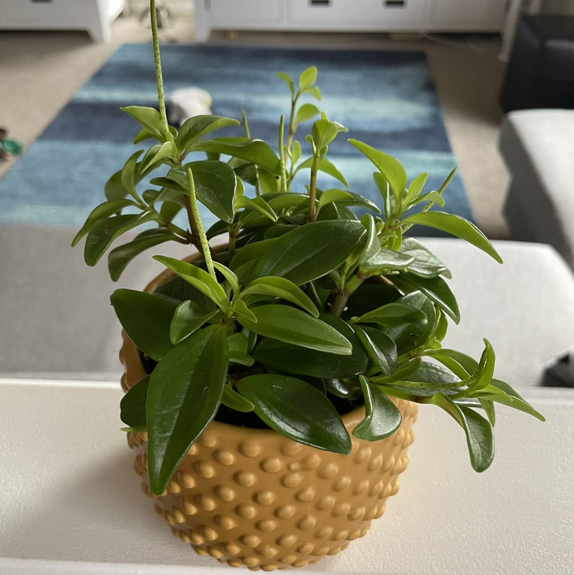 Healthy Peperomia 'Amigo Marcello' plant in a textured pot with vibrant green leaves.