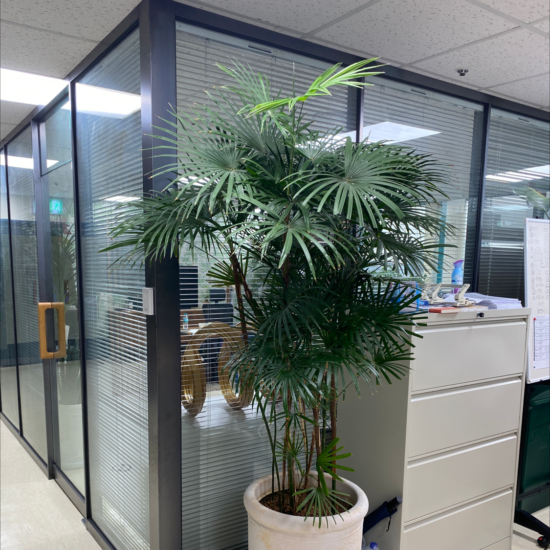 Healthy green Rhapis Palm in cream planter situated in office setting with blinds visible in background.