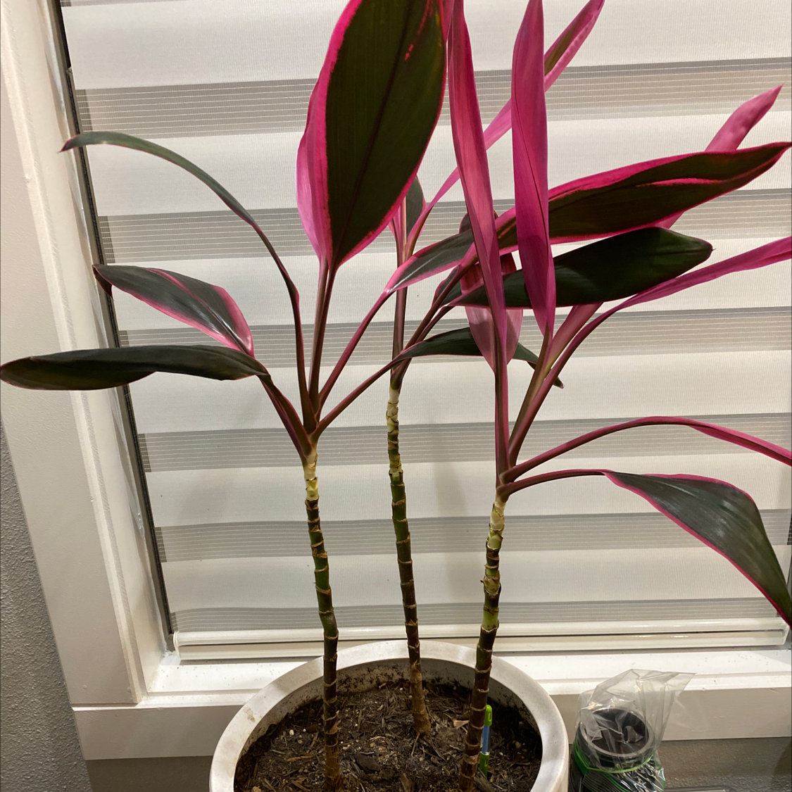 Healthy Ti Plant with vibrant pink and burgundy leaves growing in a white ceramic pot in front of a window.