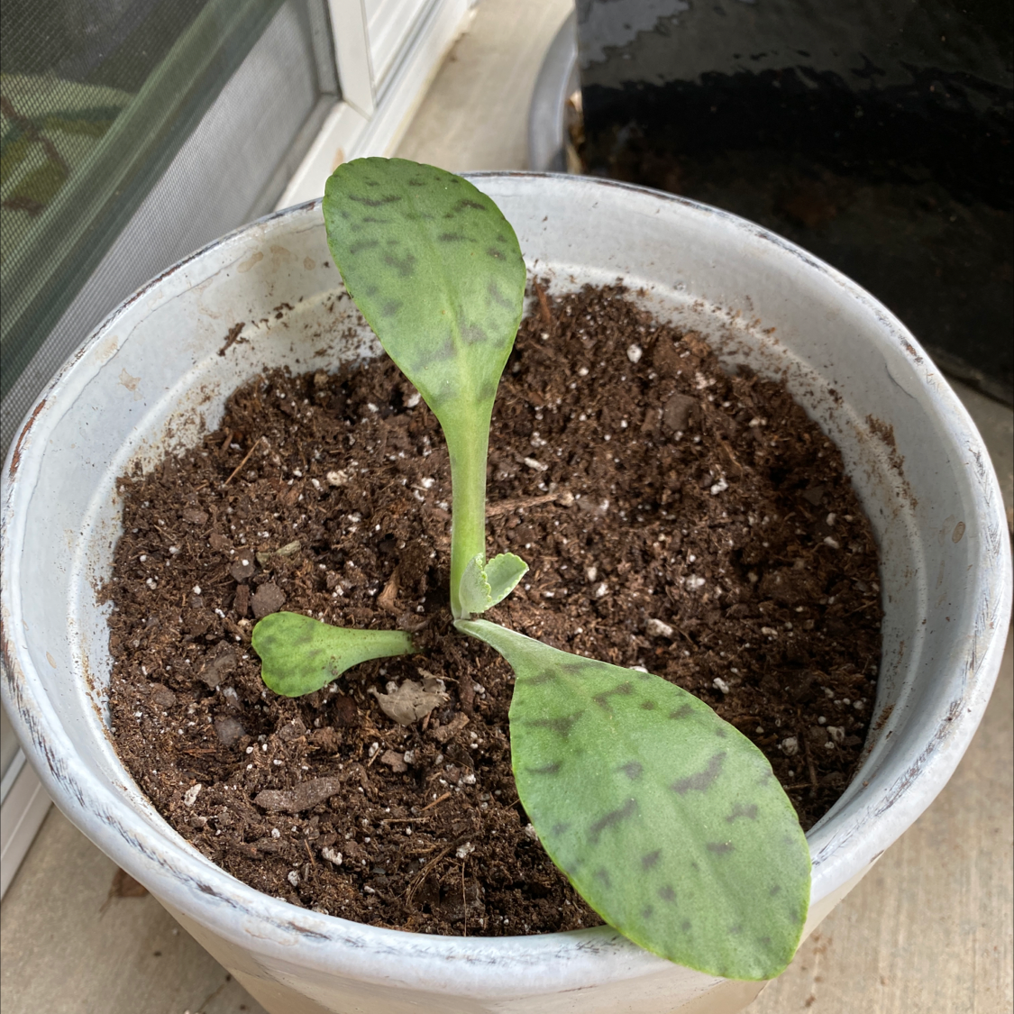 Young Donkey Ears plant in a pot with green leaves and dark spots.