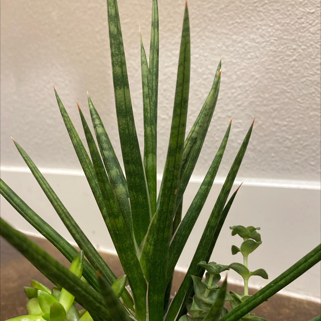 Dracaena 'Mikado' plant with long, slender green leaves, well-framed and in focus.