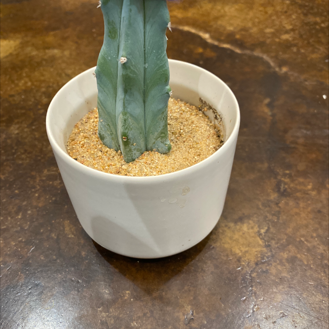 Potted Hedge Cactus with sandy soil in a white pot.