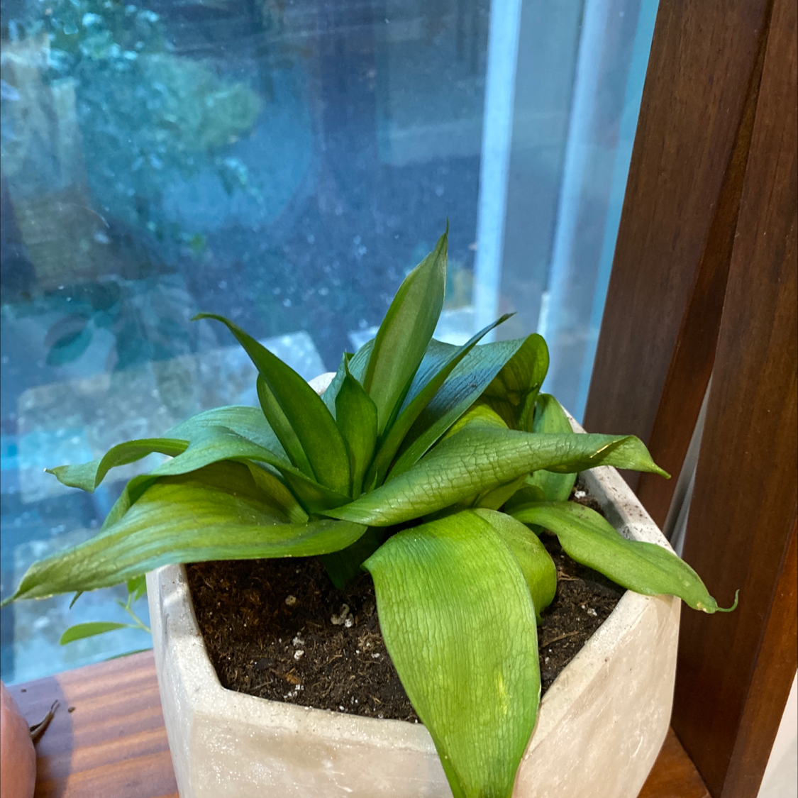 Basket Plant in a white pot on a windowsill with healthy green leaves.