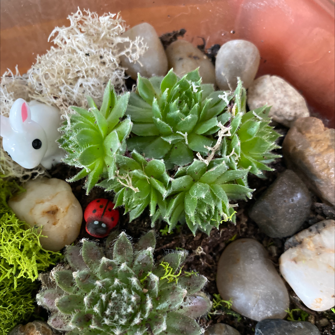 Cobweb Hens and Chicks plant in a decorative pot with rocks, moss, and small decorative items.