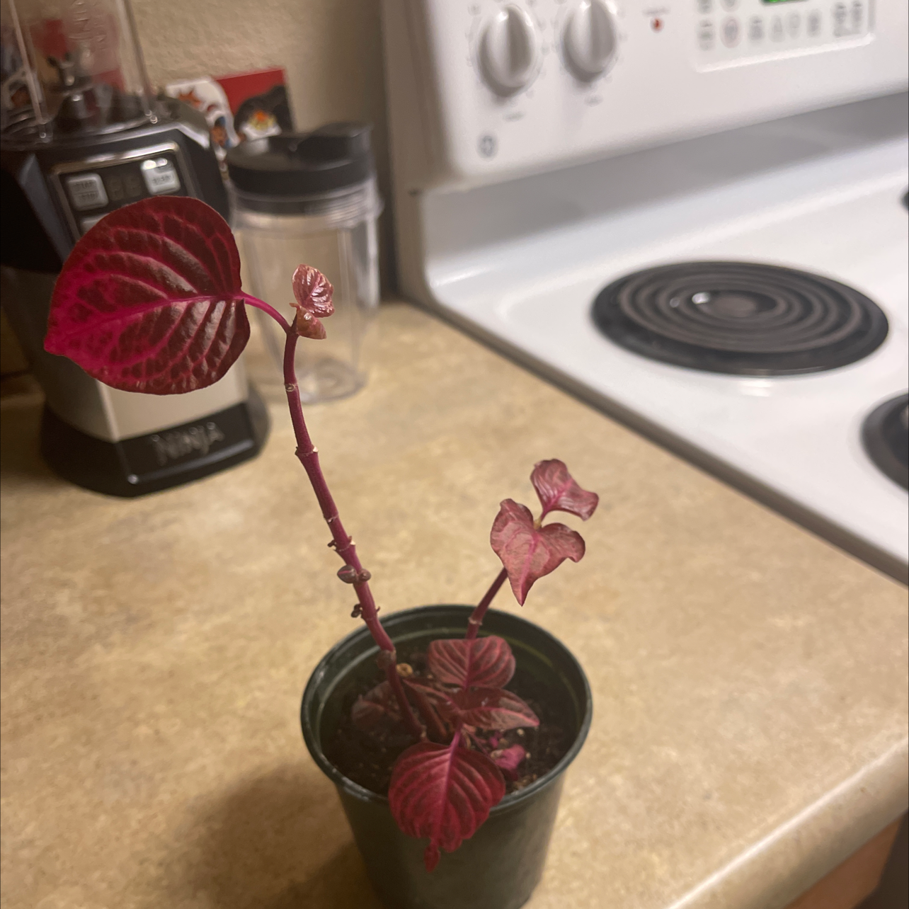 Photo of the plant species Herbst's Bloodleaf by Lolly named Pinky on Greg, the plant care app