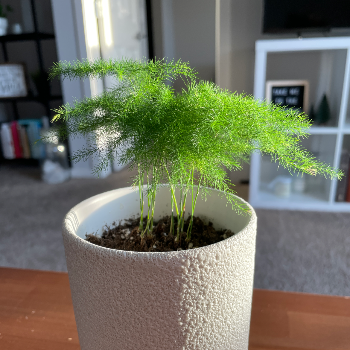 A lush, healthy Asparagus Fern in a white pot with vibrant green needle-like leaves extending outwards.