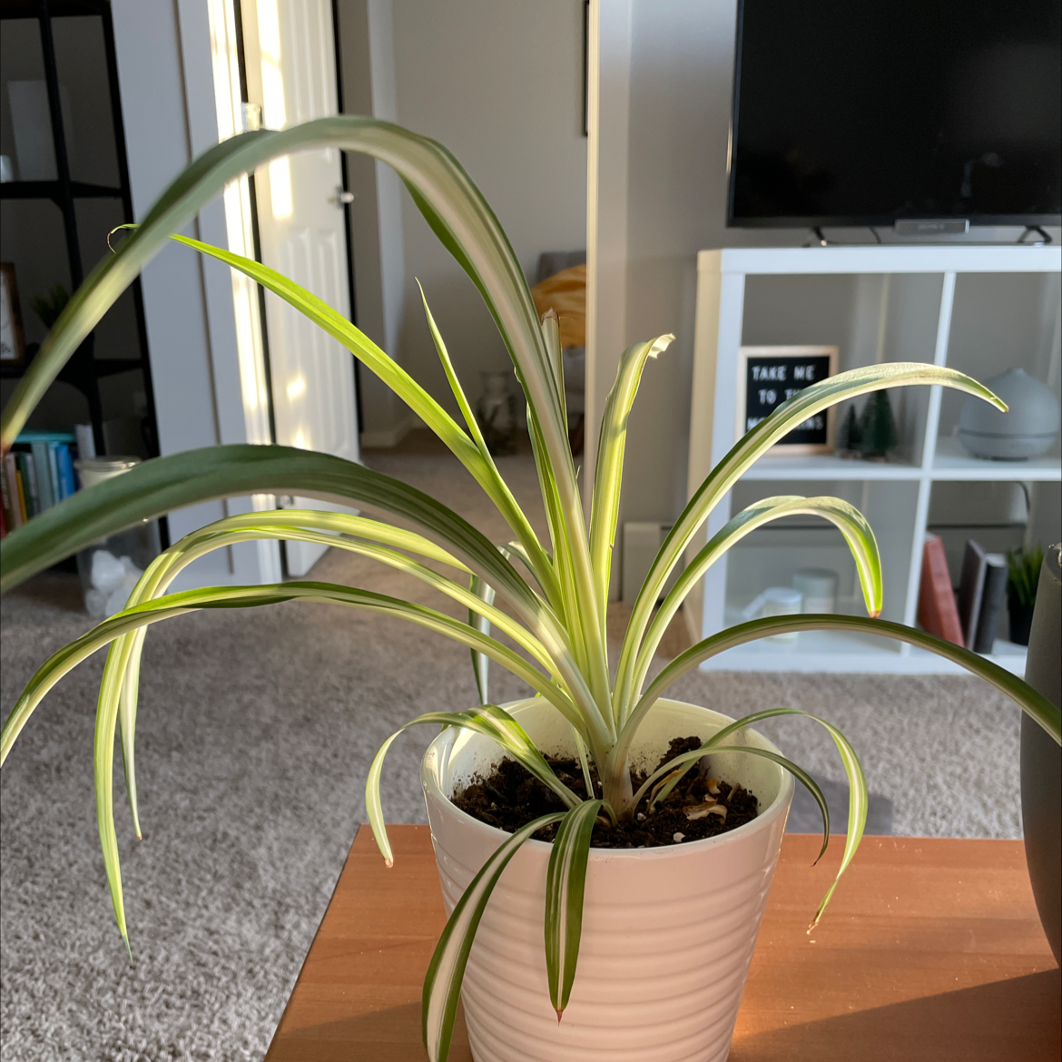 Variegated Spider Plant in a white pot on a wooden surface indoors.
