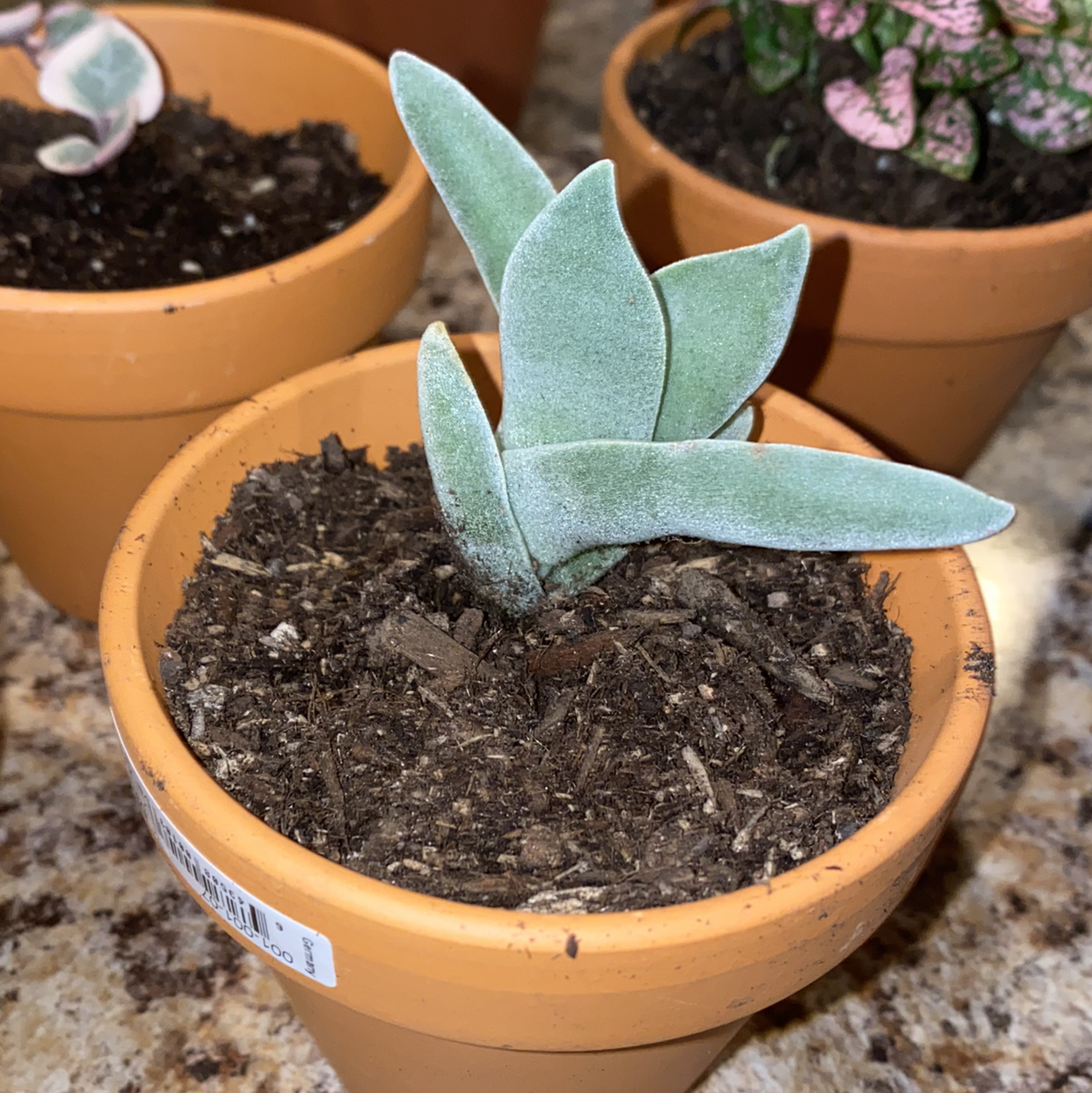 A small Kalanchoe tomentosa plant in a terracotta pot with healthy green leaves.